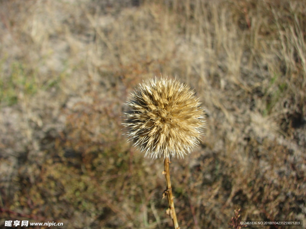 禹州漏芦