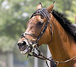 马首