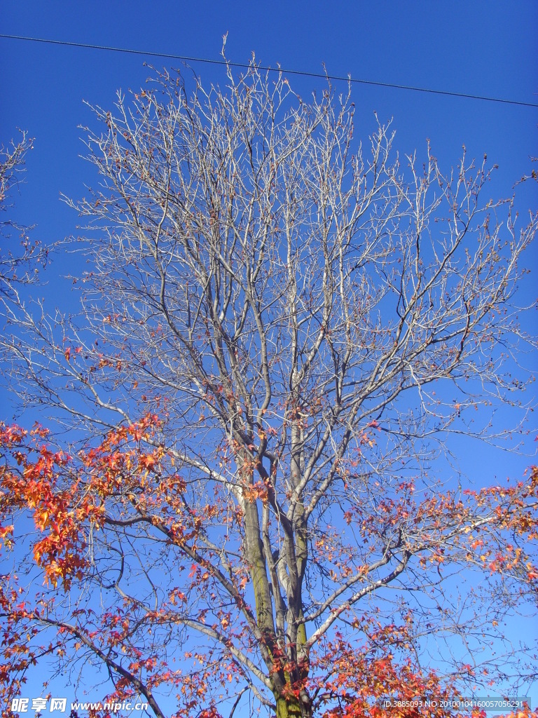 秋天里的树