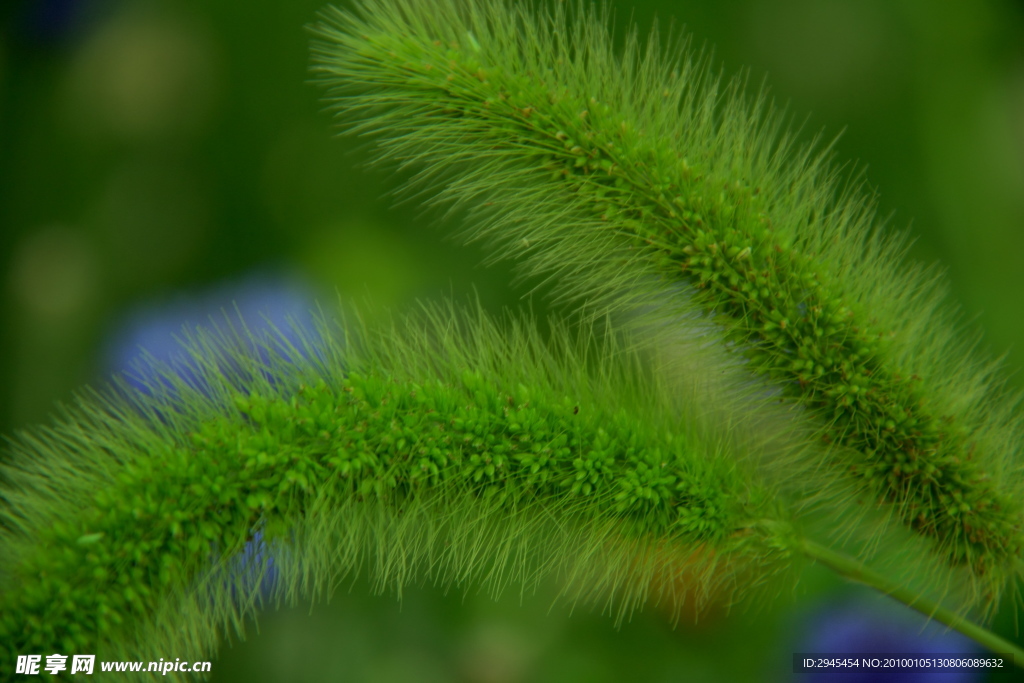 狗尾吧草
