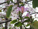 栀子树 栀子花