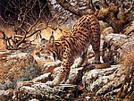 猞猁 野生动物