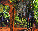 葡萄 提子 红酒 葡萄园 葡萄树