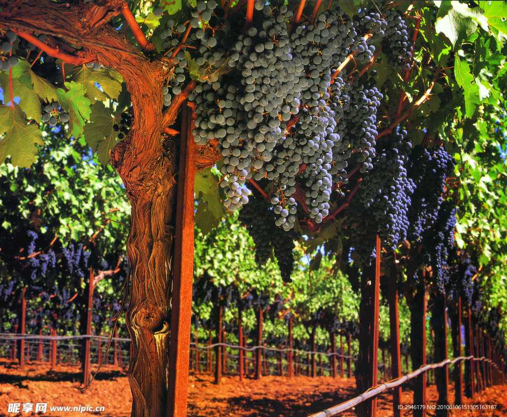 葡萄 提子 红酒 葡萄园 葡萄树