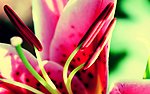 花蕊