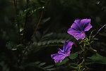 喇叭花