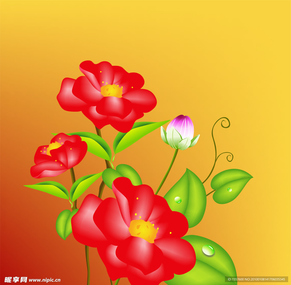 牡丹