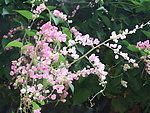 藤花