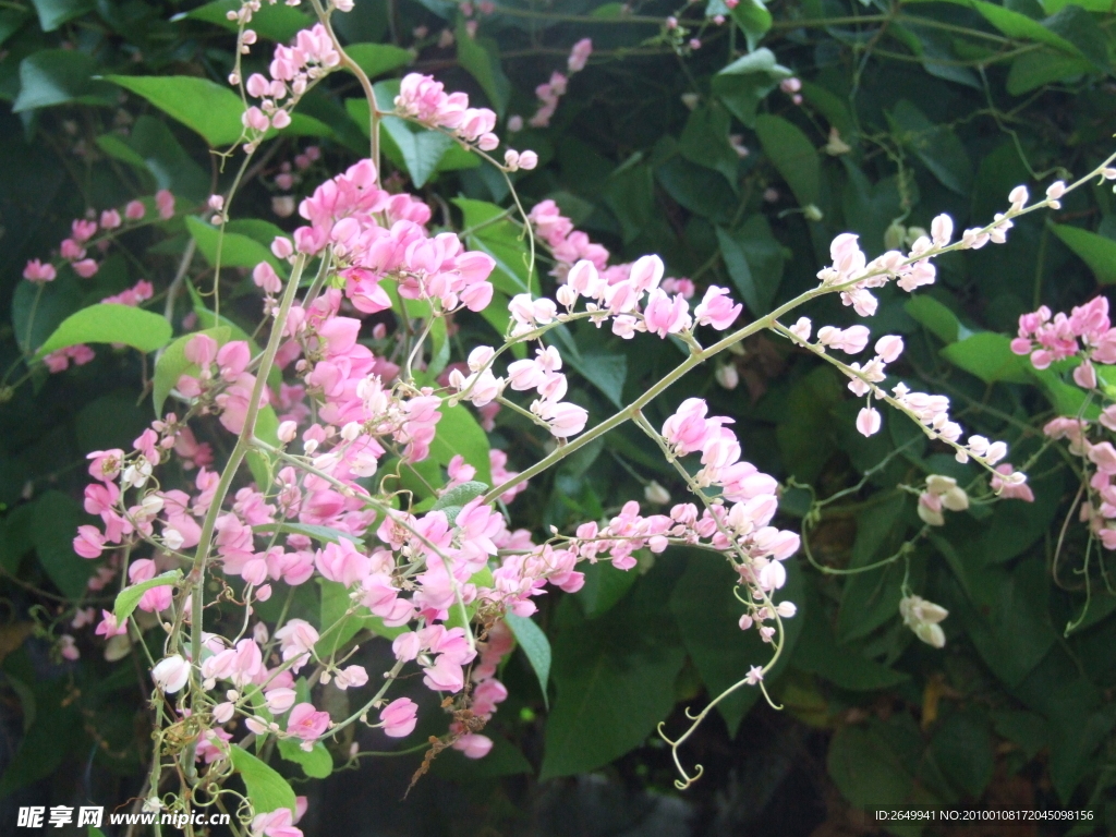 藤花