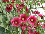节节开花