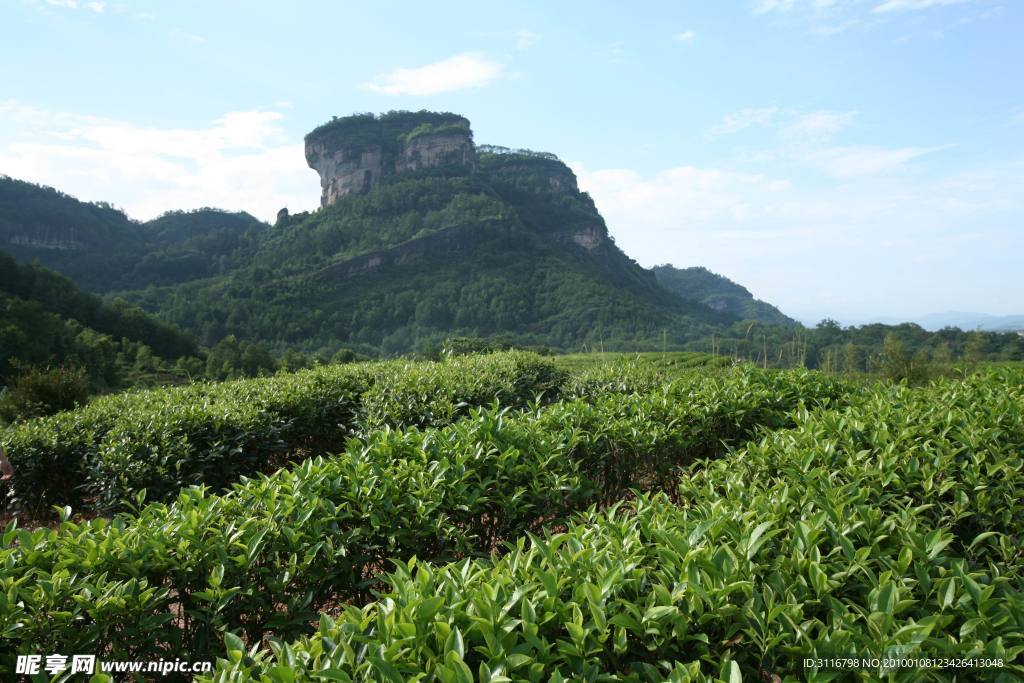 武夷山茶园