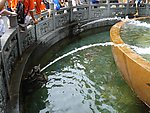 泉水