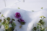 雪和花