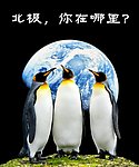 北极 你在哪里？