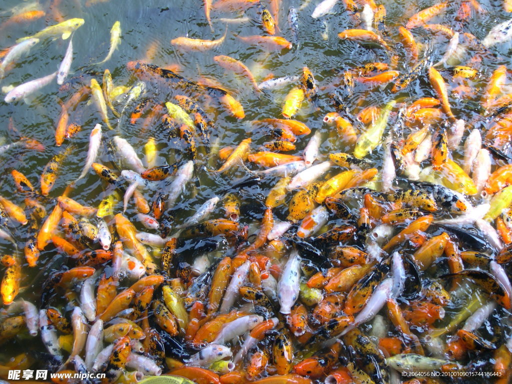锦鲤