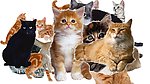 猫素材