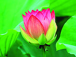 花朵系列5