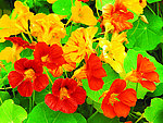 花朵系列6