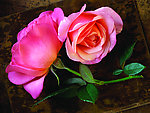 花朵系列8