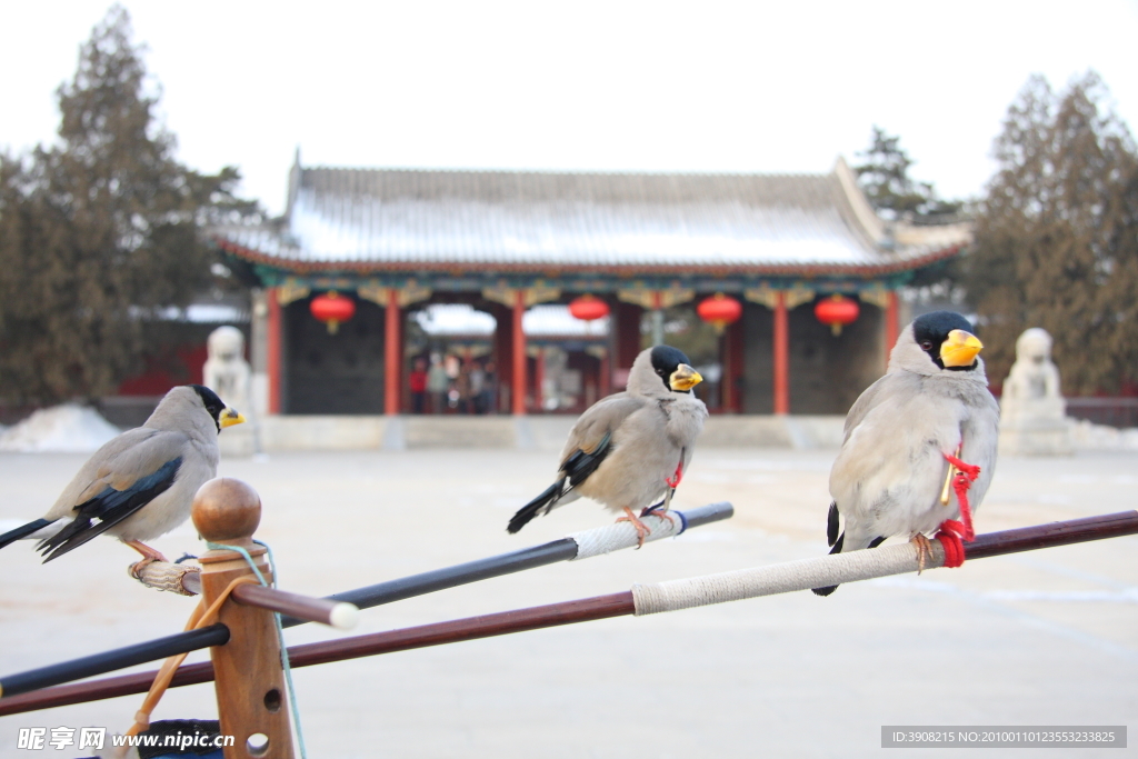 梧桐鸟