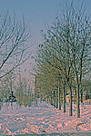 白雪映夕阳