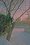 白雪映夕阳