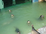 海洋生物