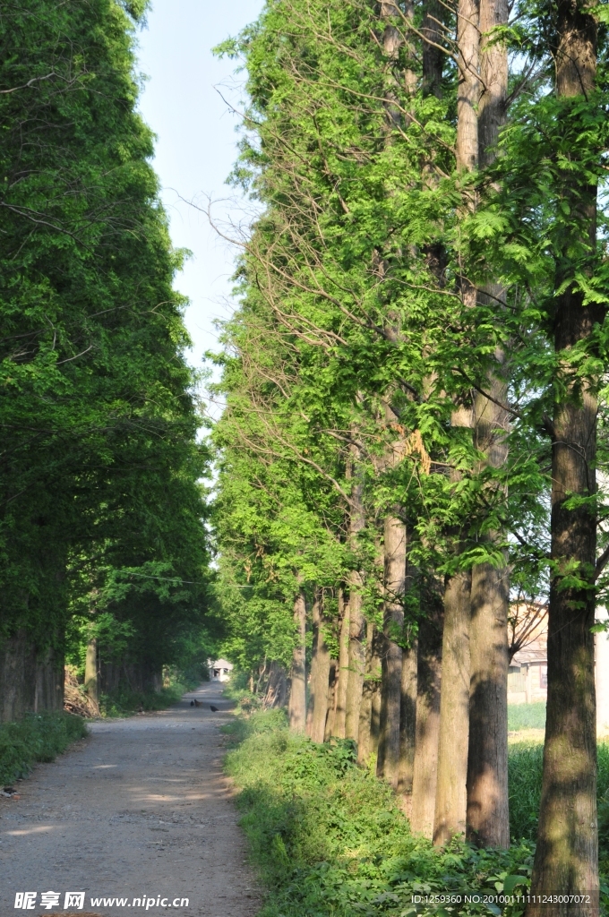 菜乡 乡村道路