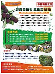 青田杨梅节