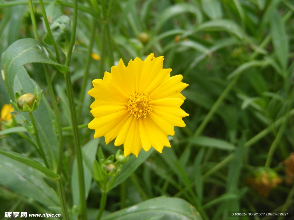 野菊 菊花 花草