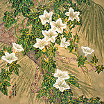 牵牛花