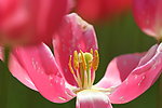 郁金香花瓣 特写