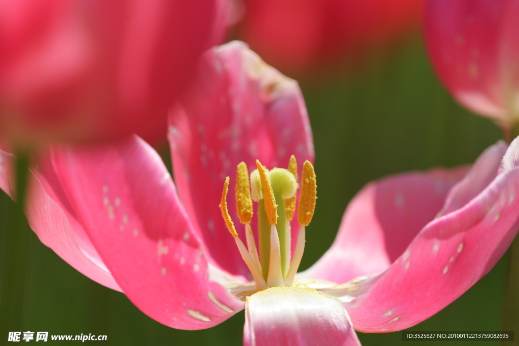 郁金香花瓣 特写