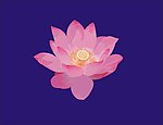荷花