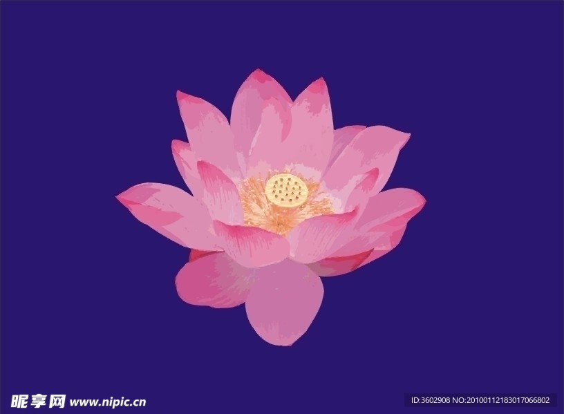 荷花
