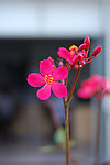 红色的花