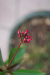 花蕾