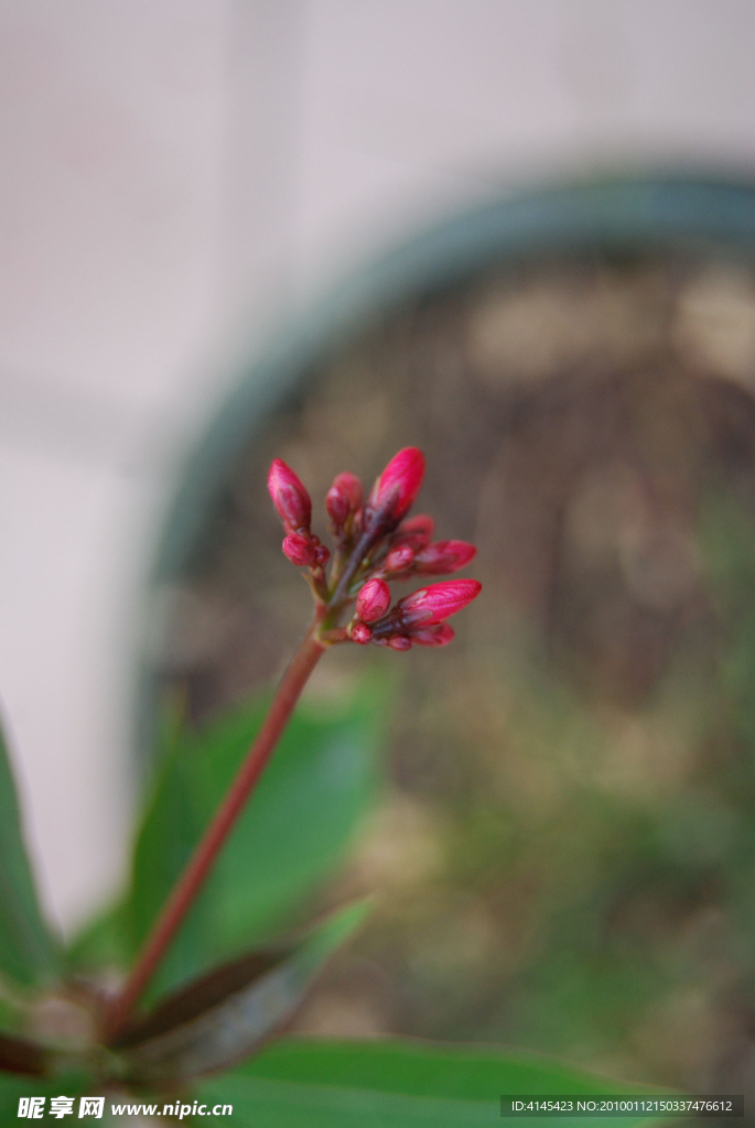 花蕾