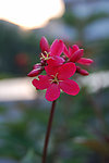 红色的花