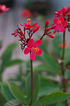 红色的花