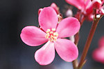 红色的花