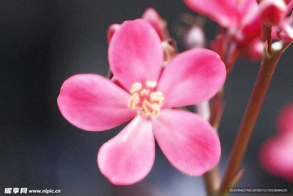 红色的花