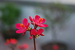 红色的花
