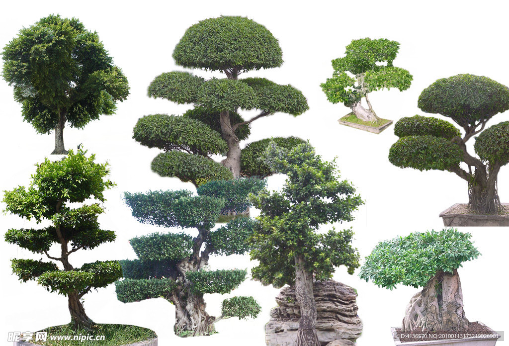 盆景植物素材