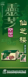 灵芝茶