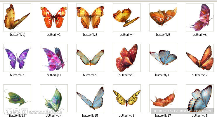 18只美丽的蝴蝶
