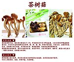 茶树菇
