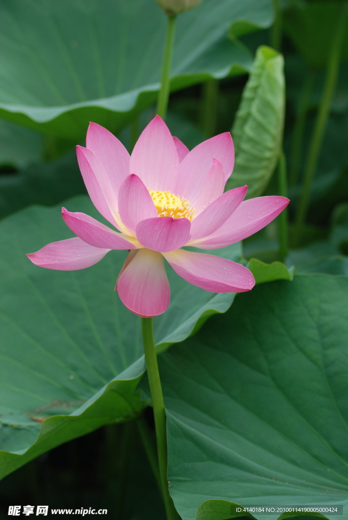 荷花 莲花 红花