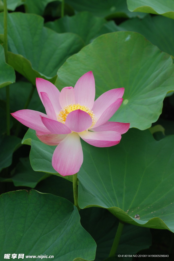 荷花 莲花 红花