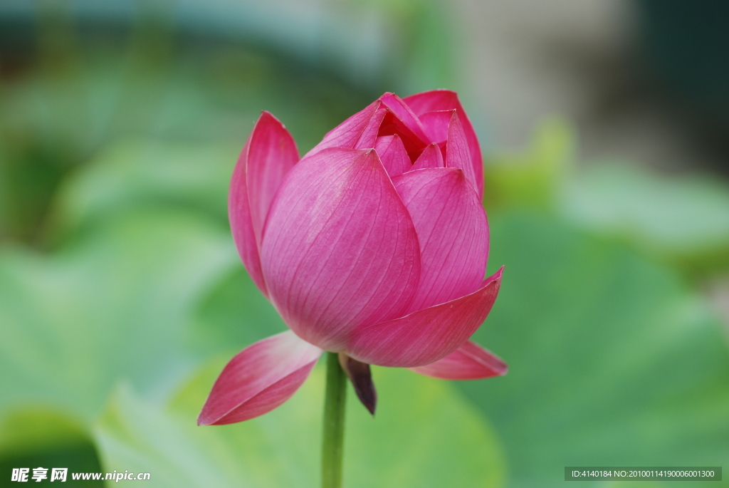 荷花 莲花 红花